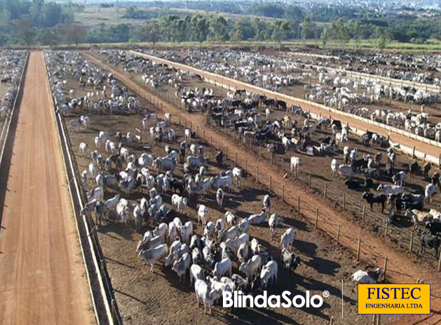 Imagem de um Confinamento de uma Fazenda de Gado